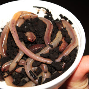 350 Worms (1lbs) European Nightcrawlers