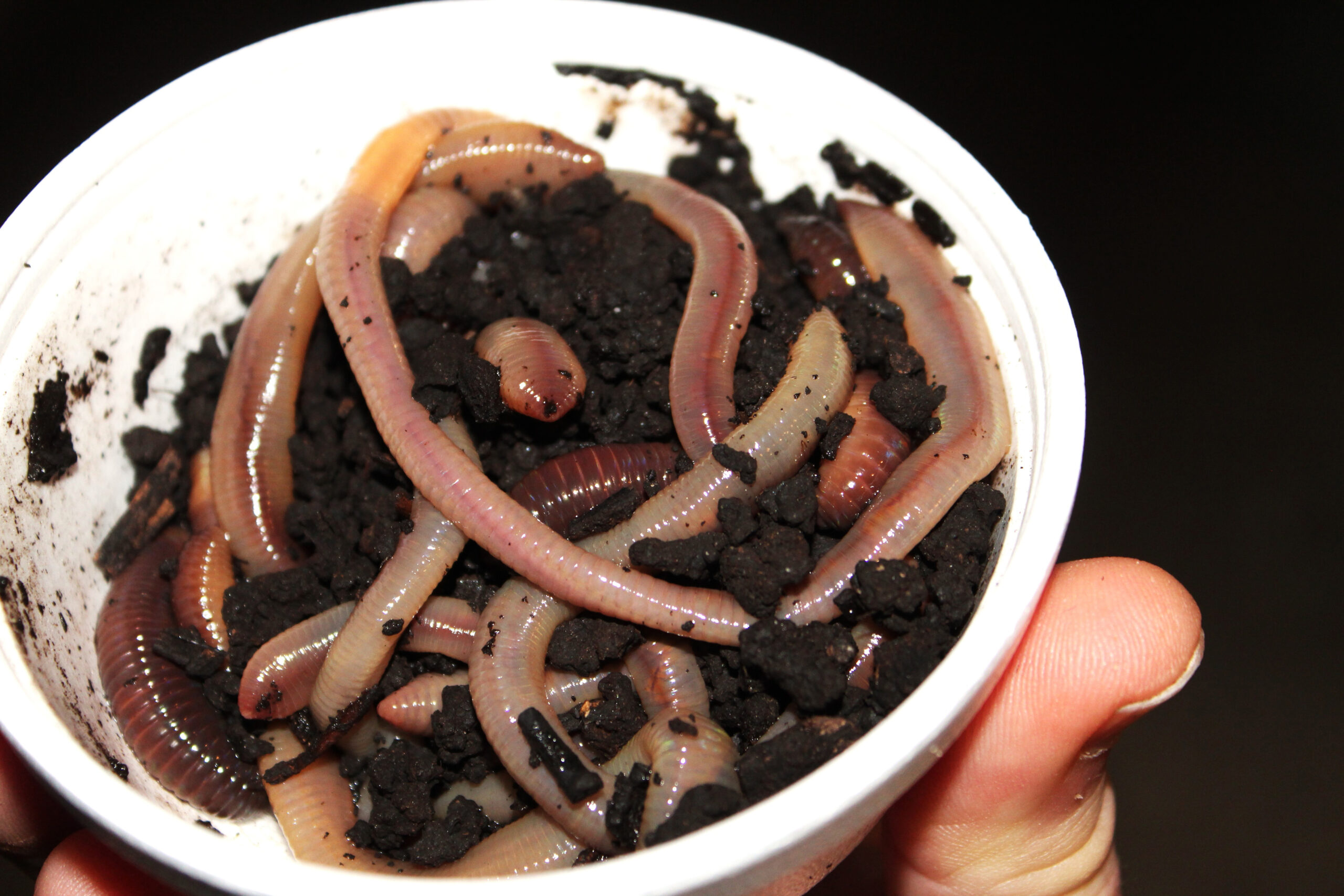 350 Worms (1lbs) European Nightcrawlers